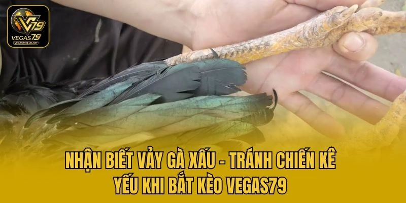 Nhận Biết Vảy Gà Xấu: Tránh Chiến Kê Yếu Khi Bắt Kèo Vegas79